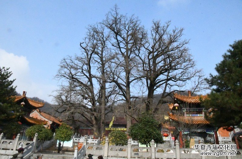 釋印來法師三周年紀念法會在河南魯山文殊寺舉辦