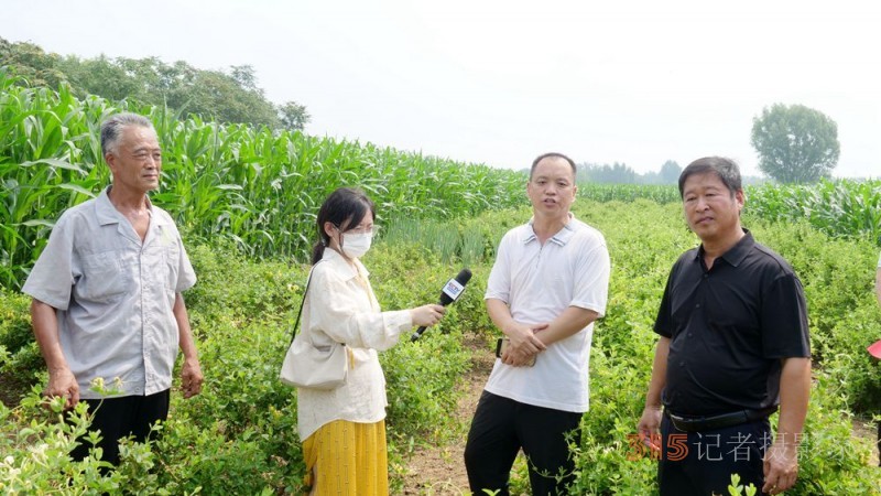 碳氫科技核肥技術助力巨鹿縣金銀花種植戶零農殘喜茯豐收