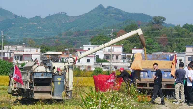 碳氫賦農顯成效 核肥助力廣東清遠絲苗米豐收